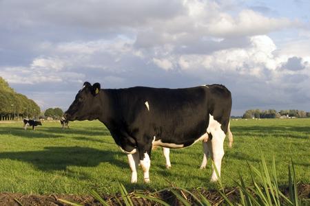 A big black and white cow